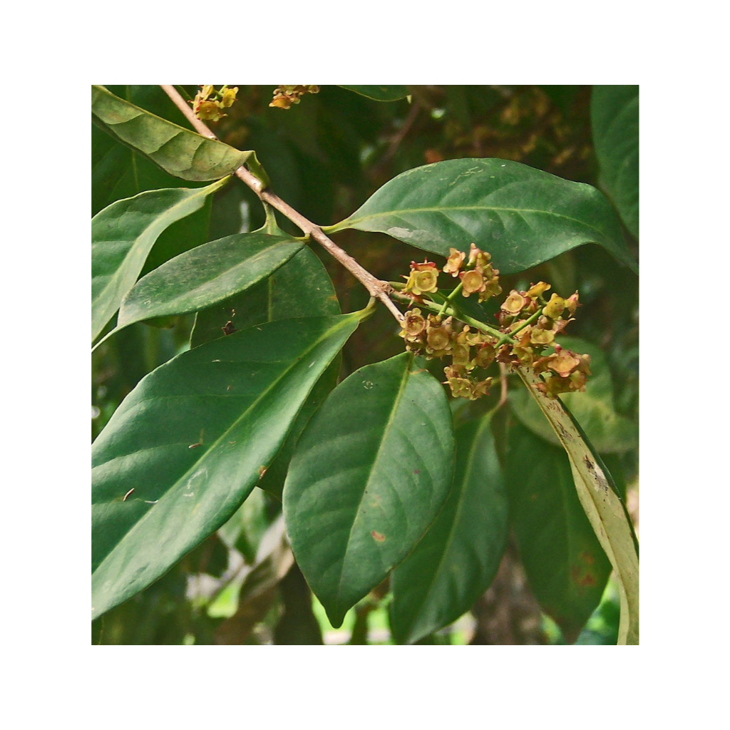 

Daun salam seger 100 lembar