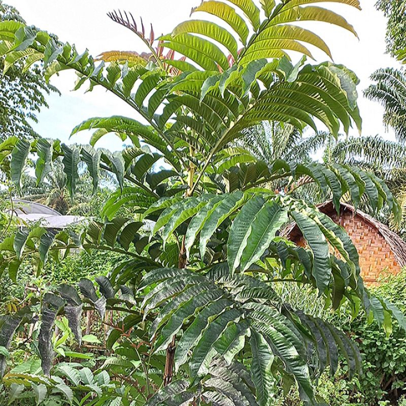 

1KG Daun sungkai kalimantan