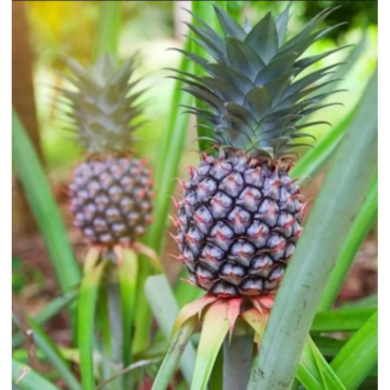 

buah nanas muda segar