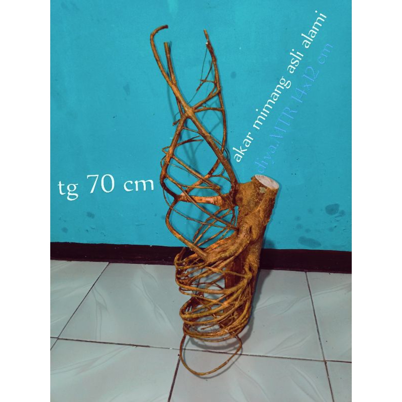 Akar mimang asli alami  alam  konon ber tuah dan koleksi