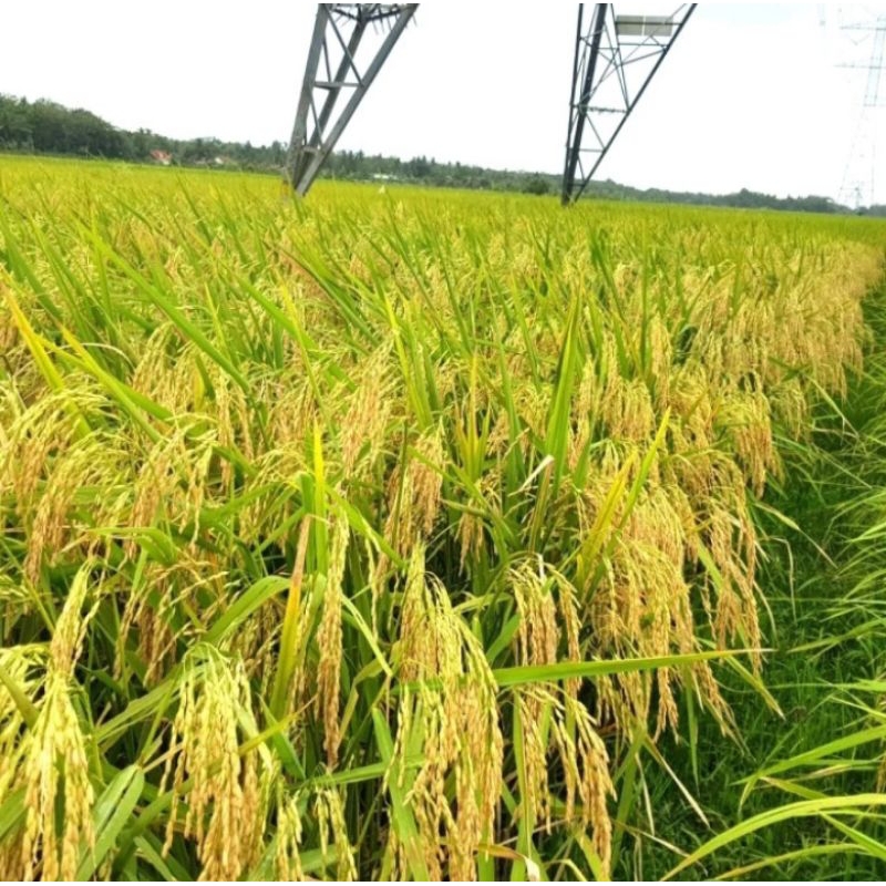 BENIH PADI UNGGUL VR 46 (5KG)