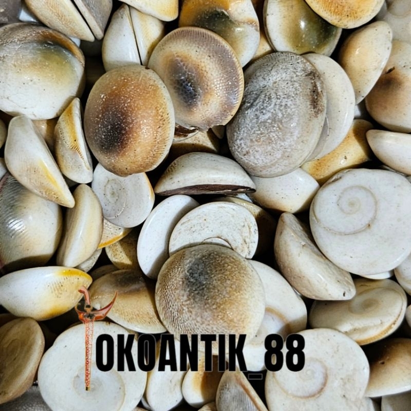 

Keong Antik Puser Bumi Koleksi Antik