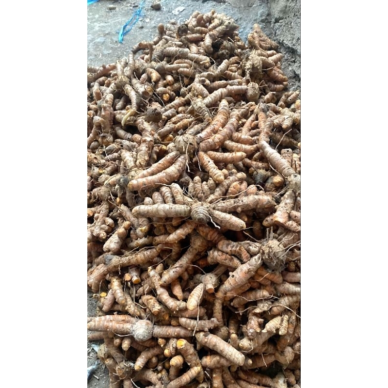 

KUNYIT KUNIR ABRAS HERBAL 1kg