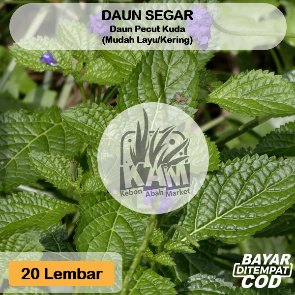 

Daun Pecut Kuda 20 Lembar Obat Herbal Batuk Pilek Demam