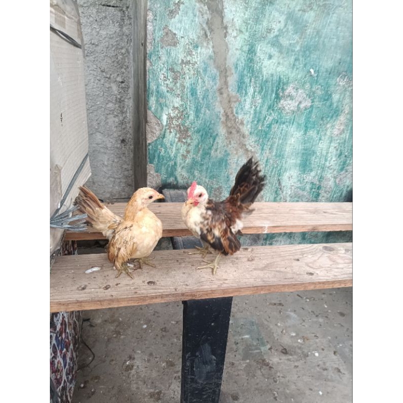 ayam serama sepasang ori