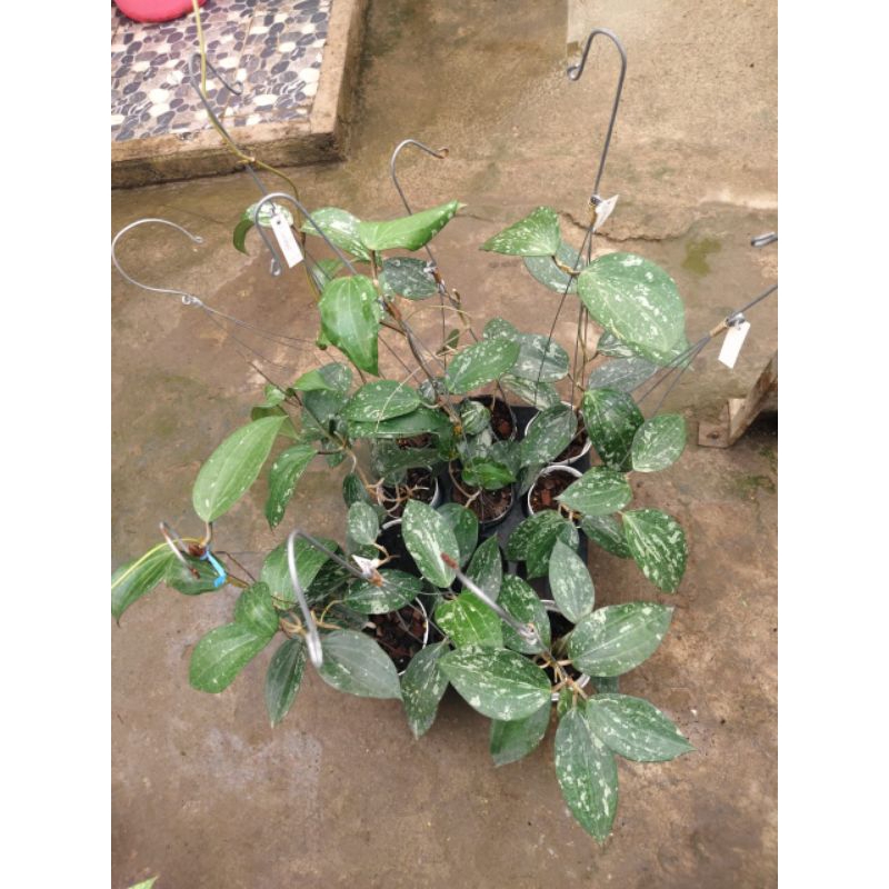 Hoya latifolia splash