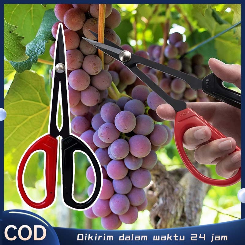 Gunting Pruning Bonsai Gunting Bonsai Panjang Gunting Pohon Dahan Ranting