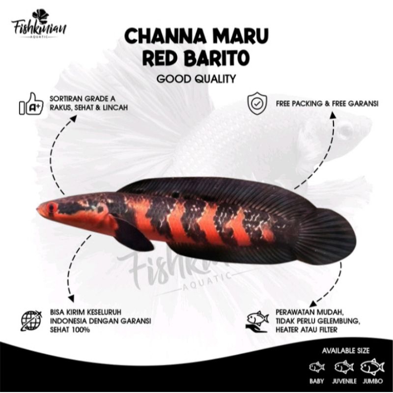 stiker Chana red Barito 10-20cm
