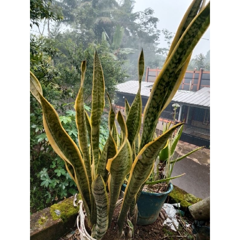 

jual lidah mertua kuning remaja