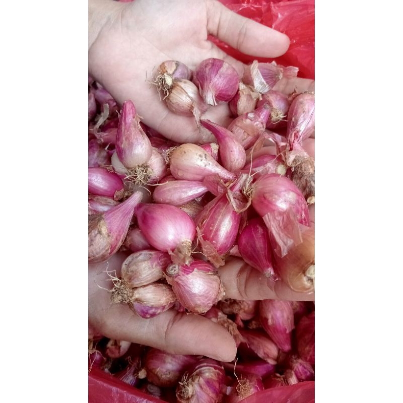 

Bawang Merah