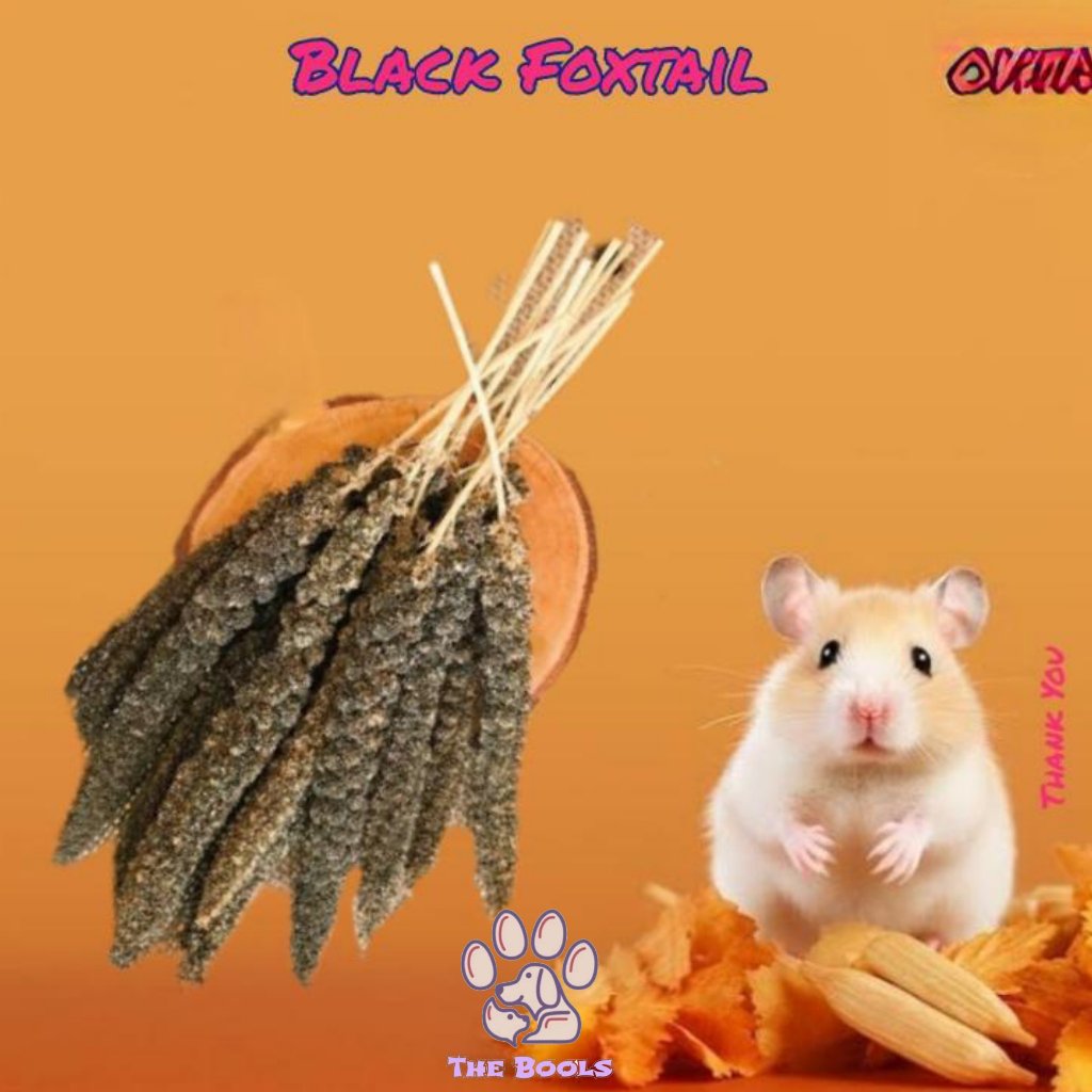 (The Bool's) Black Foxtail / Jewawut Hitam Snack Makanan Hamster, Burung