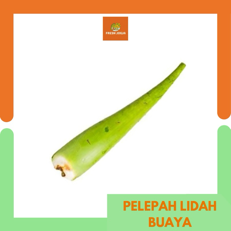 

Pelepah Lidah Buaya Organik per 500gr | Fresh Jogja