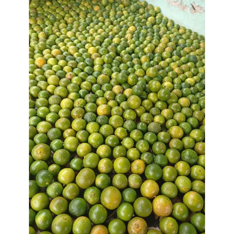 

JERUK SONKIS 5KG FRESH JERUK KASTURI KALIMASI KIP CUI CINA UKURAN BESAR