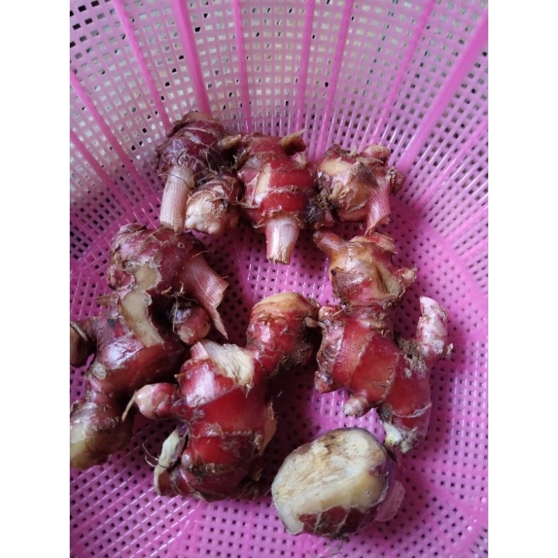 

jahe merah fress 200gram