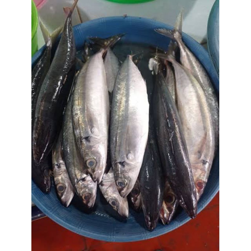 

ikan dencis dungun ikan segar