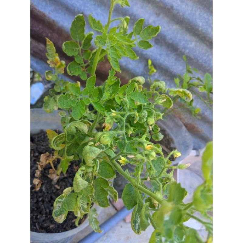 

Bibit Tomat Cherry Hibrida