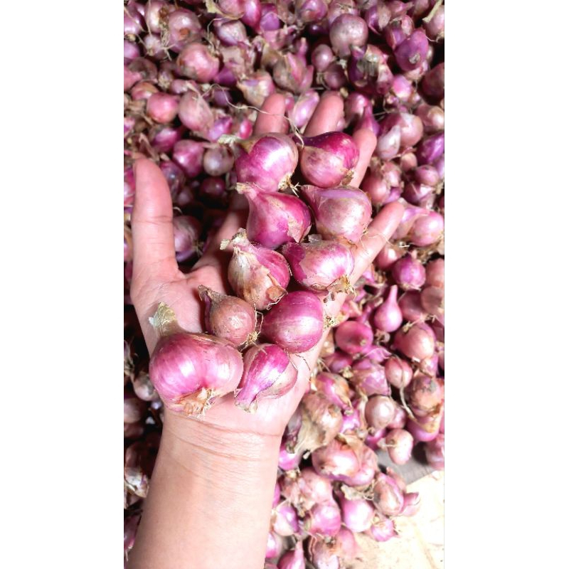 

BAWANG MERAH NGANJUK UKURAN CAMPUR