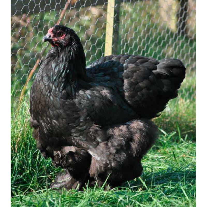 TELUR TETAS AYAM BRAHMA UNTUK DI TETASKAN