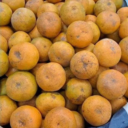 

jeruk Medan berastagi