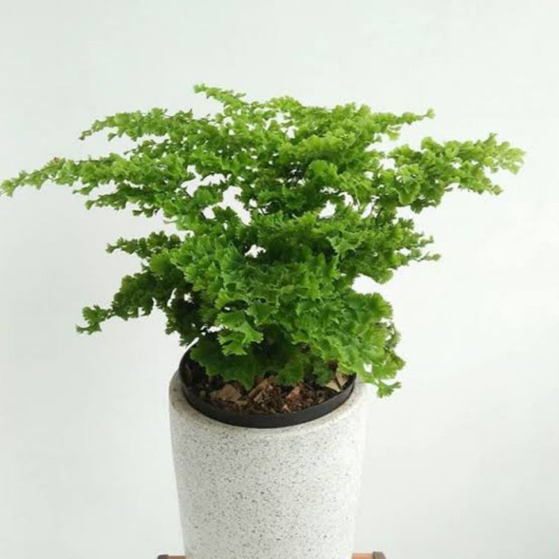 Tanaman hias suplir kriting - suplir kribo - suplir kriwil