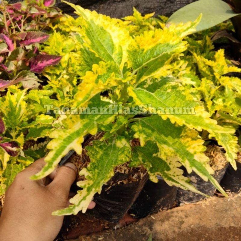 Tanaman hias Miana/iler/bayam bayaman - Miana hijau kuning - Miana kuning hijau - tanaman Miana - Mi