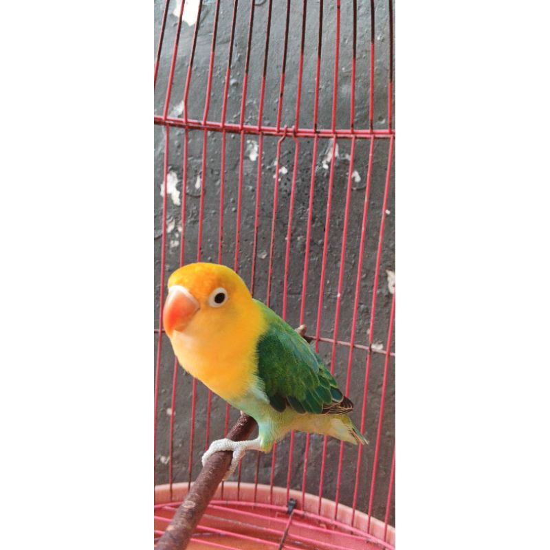 lovebird biola pb/aqua dewasa