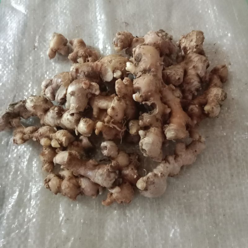 

1000 gram jahe emprit segar fres pedas