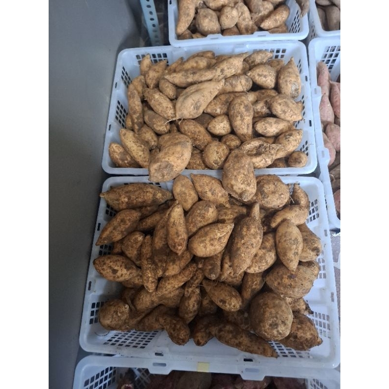 

ubi cilembu