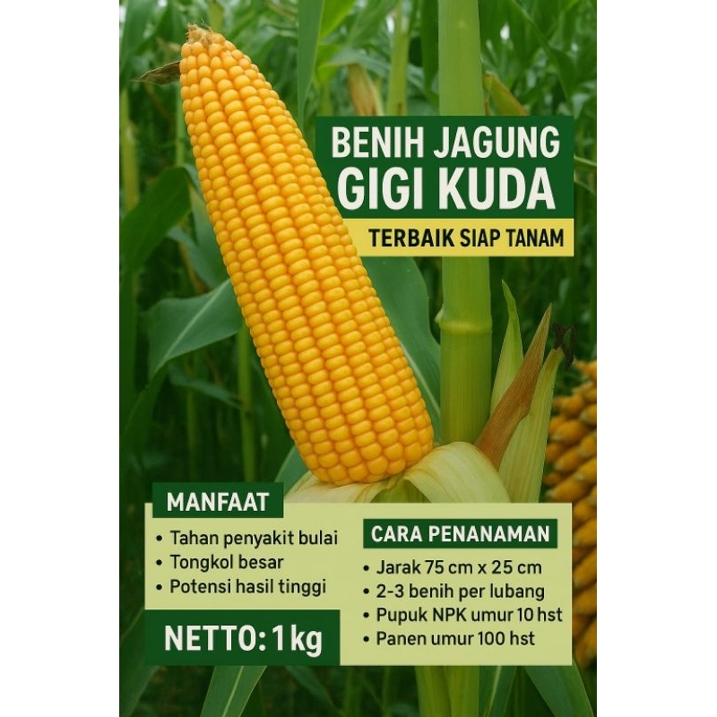 

jagung gigi kuda tinggal tanam hadir kemasan repack varian berat