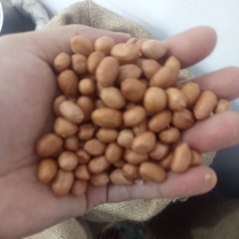 

Kacang Tanah Java uk Besar 5/6