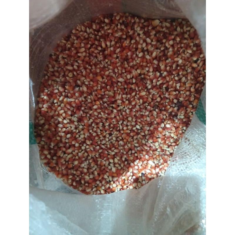 JAGUNG KRISTAL SUPER MERAH 1 KG PAKAN BURUNG MERPATI/DARA