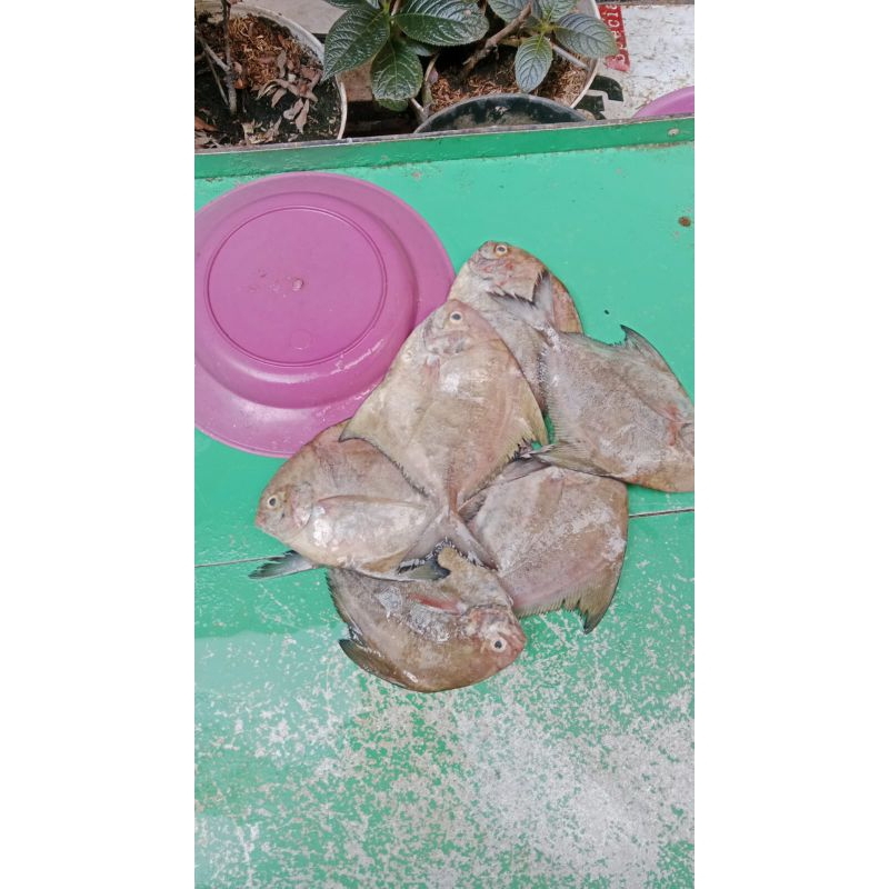 

DORANG/BAWAL HITAM