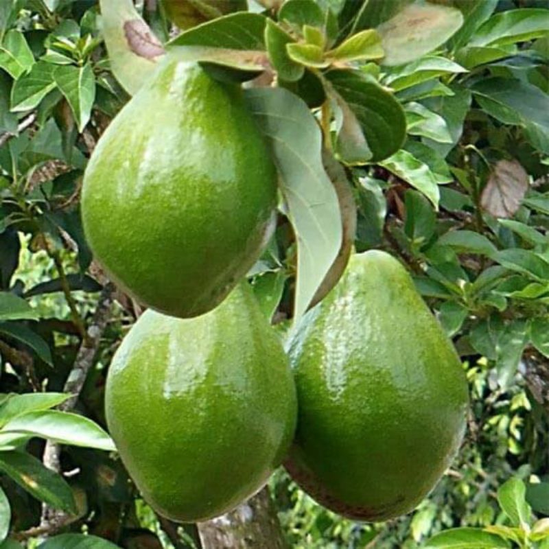 

Alpukat Mentega besar 2kg isi 6-7 biji garansi 100%