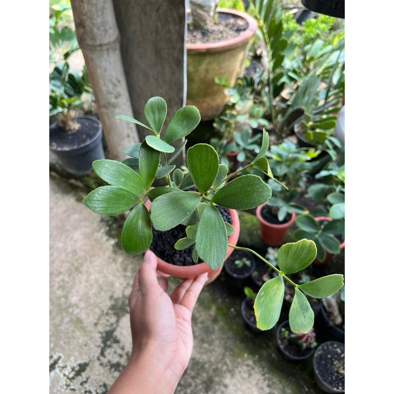 Zamia furfuracea bibit Varigata