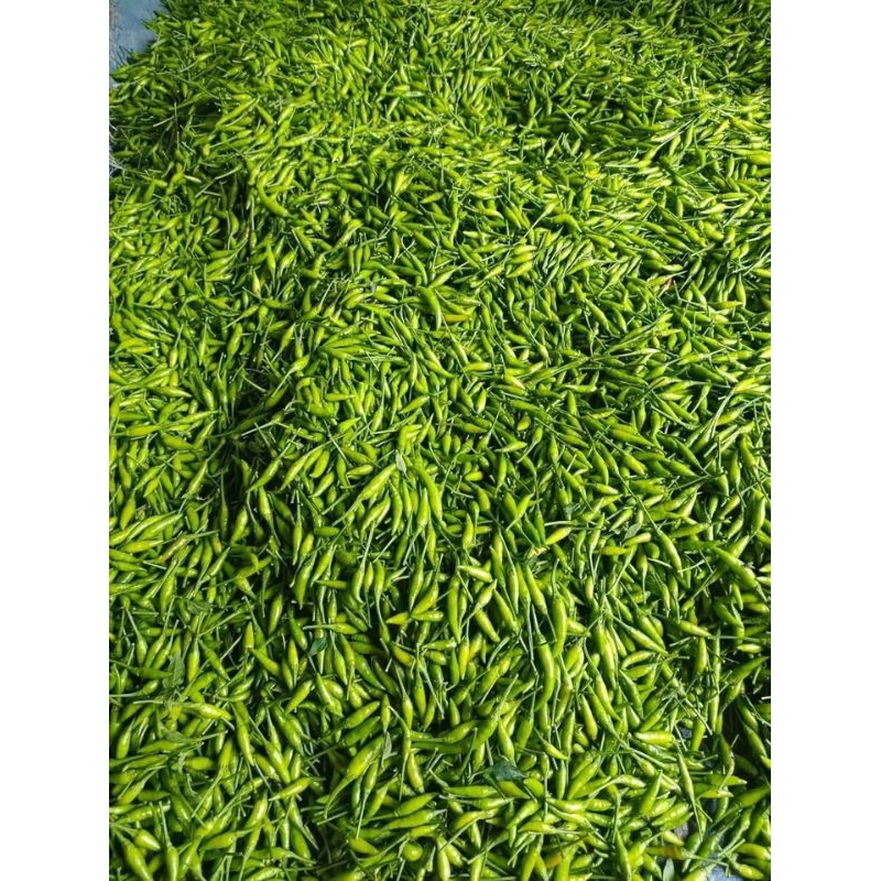 

Cabe Rawit Hijau Fresh 1kg