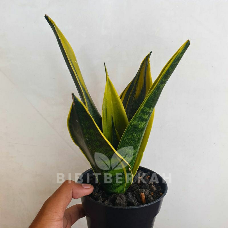 Sansevieria Gold Flame / Golden Flame - Tanaman Hias Sansivera Lidah Mertua - Size Indukan