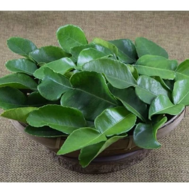 

Daun jeruk purut angka 8