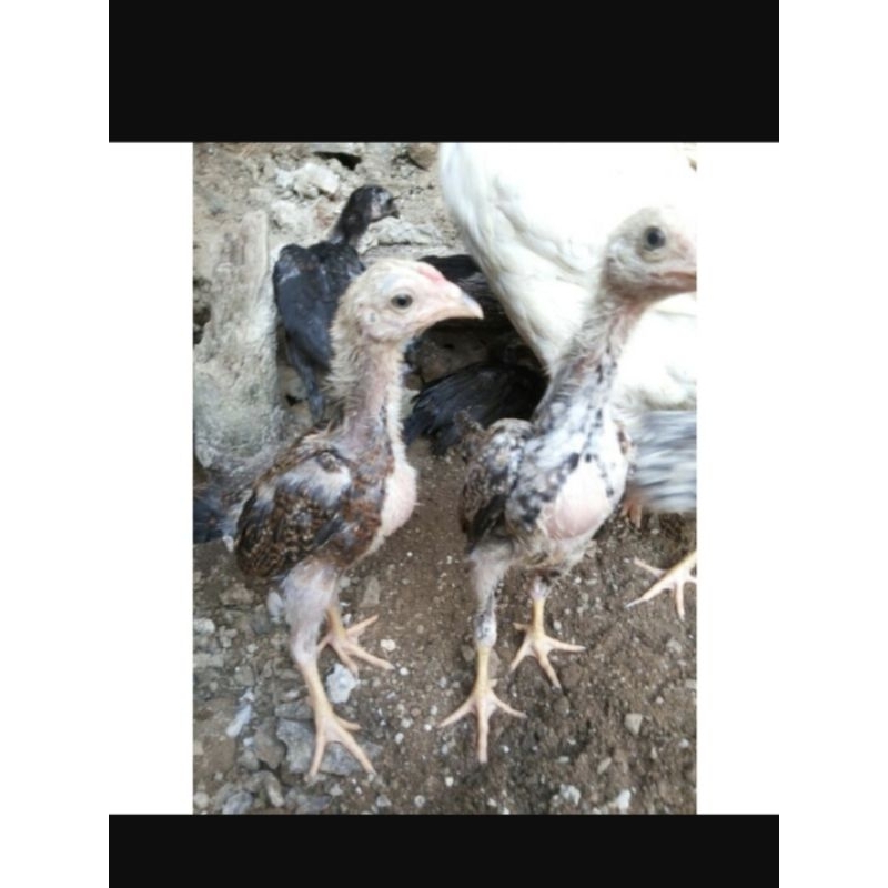 

AYAM KAMPUNG ASLI