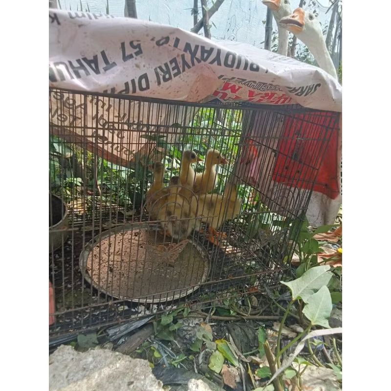 anak angsa atau soang