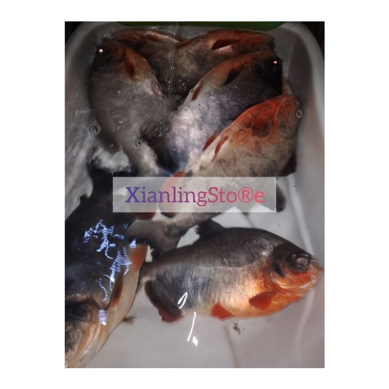 

ikan Bawal Hidup 1 Kg
