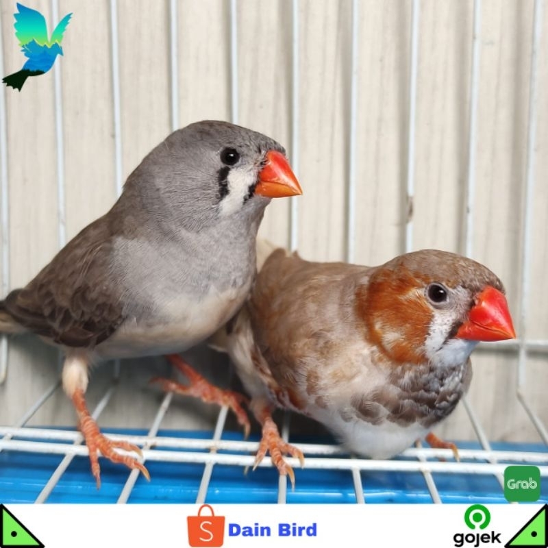 Burung Zebra Finch Medium Siapan Sepasang - Black Breast & Normal Grey