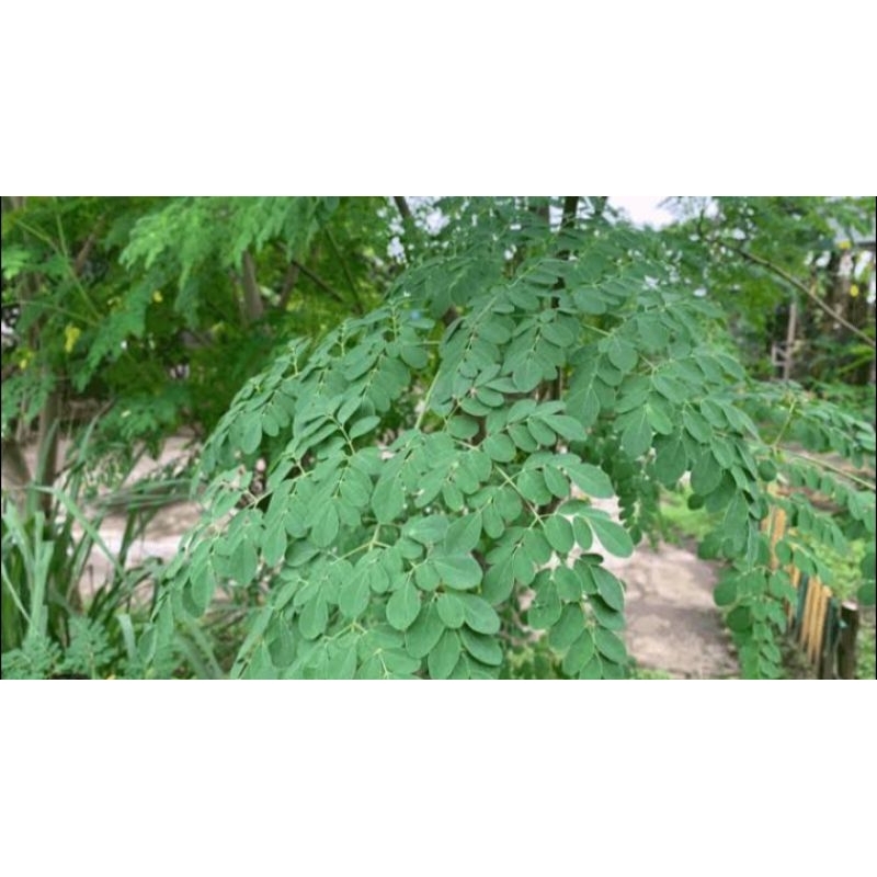 

Daun kelor segar 500gram obat halal herbal alami harga Rp 6.000