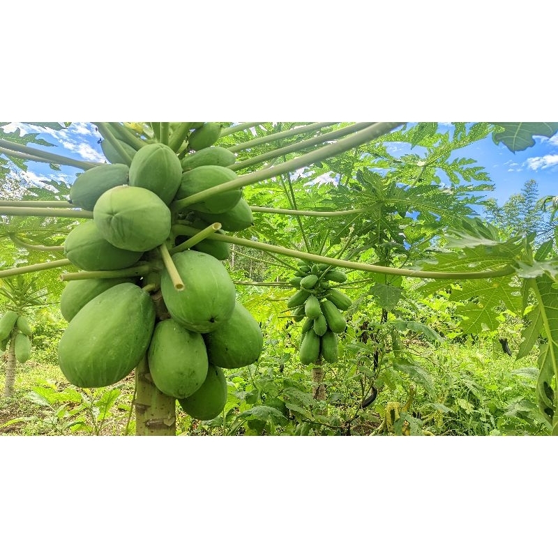 

PASAMAN AGRO | Pepaya California Bulat Segar - Manis, Matang diPohon, PASAMAN