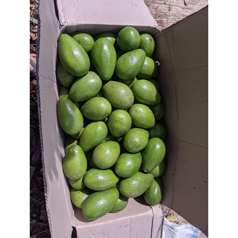 

Alpukat mentega berat 650gr - 750gr