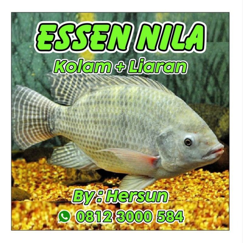 essen nila/mujair