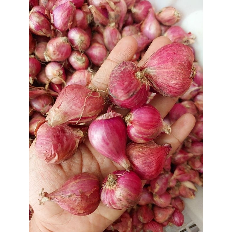 

Bawang merah brebes super
