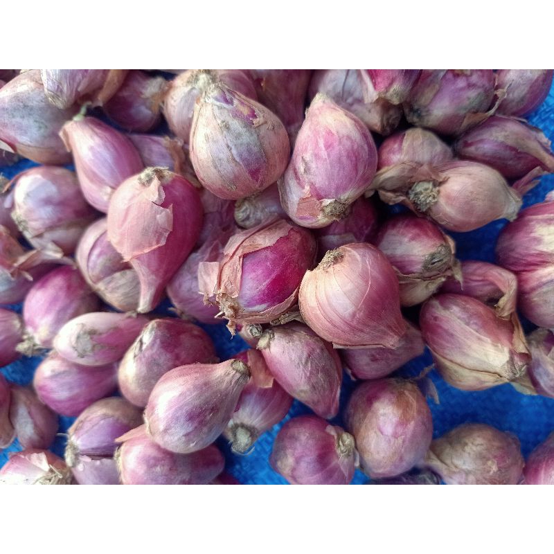 

bawang merah nganjuk tanggung besar kering