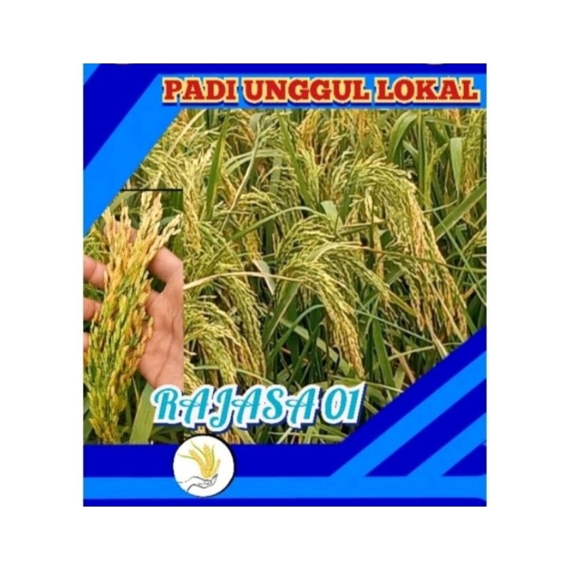 BENIH BIBIT PADI RAJASA 01 PER 1KG