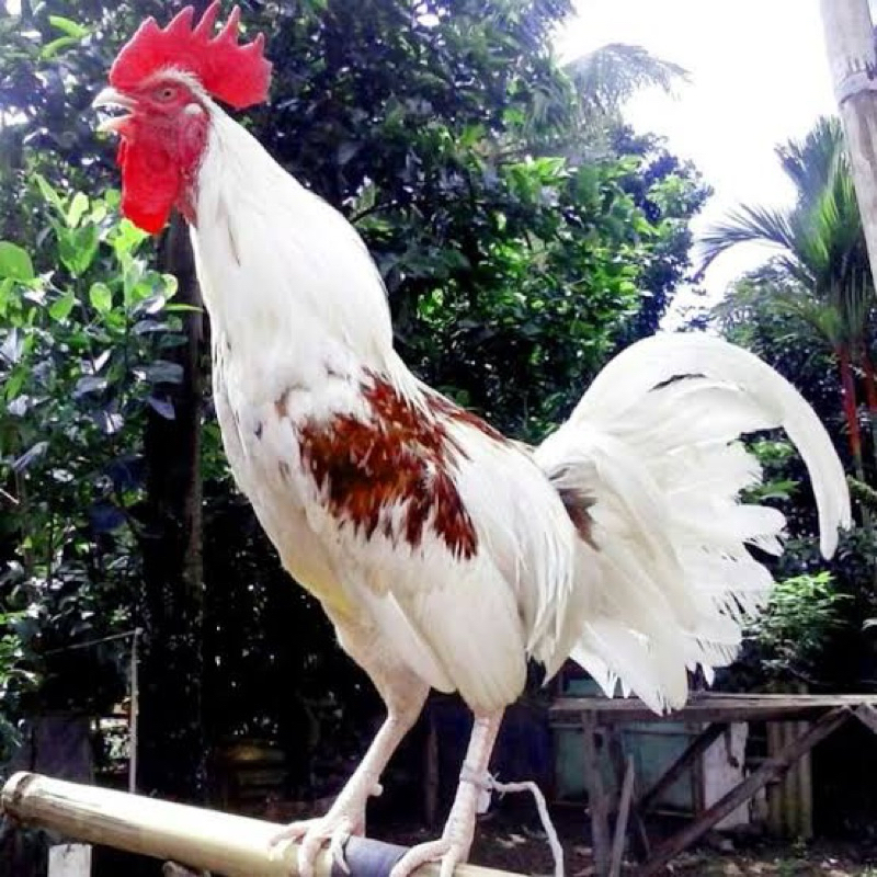 

TELUR TETAS AYAM KETAWA GRETEK SLOW DANGDUT UNTUK DI TETASKAN