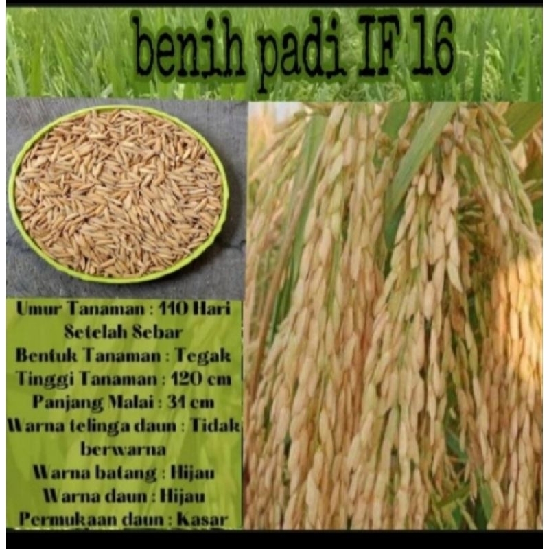 BENIH BIBIT PADI IF 16 PER 1KG